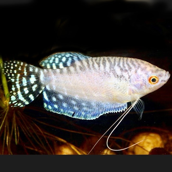 Trich.trichopterus   Platinum gourami L